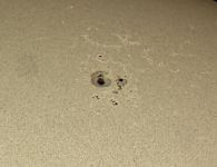 Sonnenfleck 2021-05-09 im Weisslicht